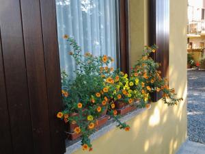 a window with a bunch of flowers in a window box at B&B Casa Dolce Casa in Candelo