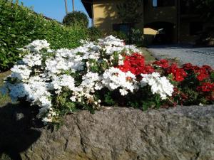 un montón de flores blancas y rojas en una plantadora de piedra en B&B Casa Dolce Casa, en Candelo