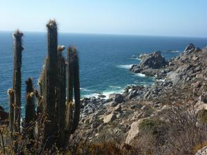 un grupo de cactus en un acantilado cerca del océano en Cabaña Ecológica Trotamundos, en Coquimbo