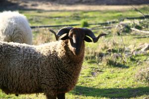 Animais in the country house ou nos arredores