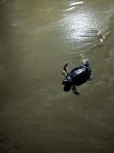 a small turtle walking in the water at LACASA - San Juan Del Sur in San Juan del Sur