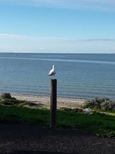 a seagull sitting on top of a pole near the water at Bay Bell Cottage in Saint Leonards