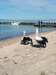 two birds standing on a beach near the water at Bay Bell Cottage in Saint Leonards