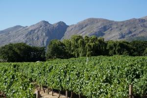 a vineyard with mountains in the background at 5 Pierre Jourdan in Franschhoek