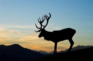 a silhouette of a deer standing on a hill at Haus Treffer in Kirchdorf in Tirol