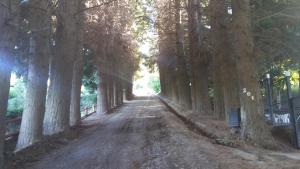 a dirt road through a forest with trees at Casa en Bariloche in San Carlos de Bariloche