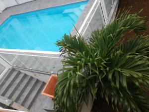 a potted plant sitting next to a swimming pool at Les bungalows du château d'Ô in Deshaies