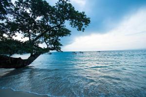 un albero sulla riva di un grande specchio d'acqua di Mentawai Ebay Playground Surfcamp a Masokut