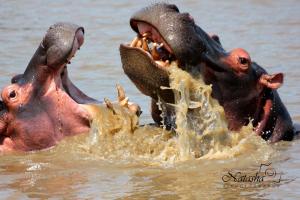two hippos playing in the water with each other at St Lucia Kingfisher Lodge in St Lucia