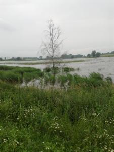 a tree in the middle of a flooded field at Apartments zum Brauergang in Garz