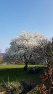 un árbol con flores blancas en un campo en Albrecht guest apartement en Kembs