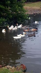 a group of ducks swimming in the water at Breede River Holiday Farm Malgas in Malgas +2 photos