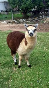 a brown and white sheep standing in the grass at Breede River Holiday Farm Malgas in Malgas
