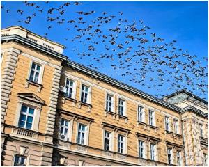 a flock of birds flying over a building at Blue New Yorker in Niš