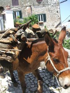 een bruin paard dat een karretje hout trekt bij B&B Dell' Artista in Artena