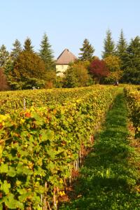 a vineyard with rows of green plants at Château de Candie in Chambéry