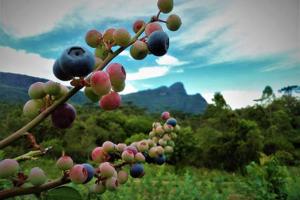 a bunch of fruits on a tree with a mountain in the background at sítio cambará in Aiuruoca