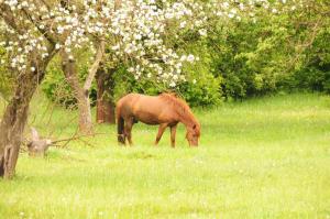 a brown horse grazing in a grassy field at Oazis-M in Babin