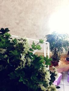 a group of plants in a room with a white bench at Suite Orchidea by Dimorra in Naples