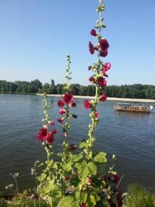 a plant with red flowers in front of a lake at le prieuré in Montsoreau