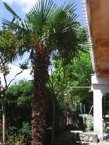 una palmera frente a un edificio en Villa Maja, en Omišalj