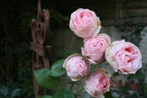 eine Gruppe rosa Rosen vor einem Zaun in der Unterkunft Ökologische Ferienwohnung in Bad Wilsnack