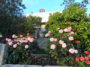 Ein Garten an der Unterkunft House Smajić