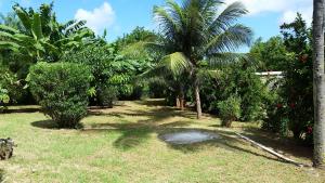 a garden with palm trees and a pond at Chalé Casa Factur in Fernando de Noronha