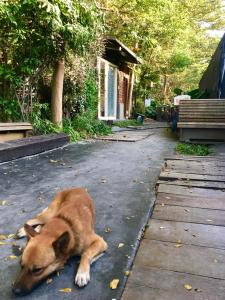 Домашні тварини, що проживають з гостями у Soothing Stay Backpackers Inn