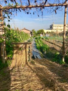 Сад в Soothing Stay Backpackers Inn