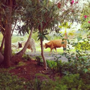 Binatang di penginapan di ladang atau berdekatan