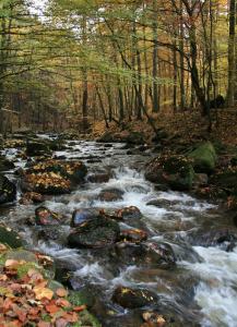 a stream in the woods with rocks and trees at Wanderlust in Ilsenburg