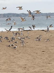 アルガロボにあるCabañas en Algarrobo Norteの海上を飛ぶ鳥の群れ