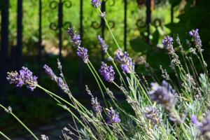 Zahrada ubytování BnB Villa Levanta