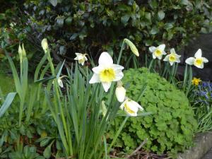 The Grange Guest House في بريكون: مجموعة من الزهور البيضاء والاصفراء في الحديقة