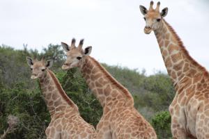 eine Gruppe Giraffen, die nebeneinander stehen in der Unterkunft Valley Bushveld Country Lodge in Addo