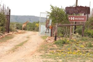 two giraffes walking down a dirt road with a sign at Valley Bushveld Country Lodge in Addo