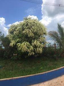 un grande albero sul lato di una strada di Vila Formosa Rural a São Pedro