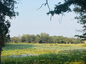 een groot veld met bomen op de achtergrond bij Nimsara Holiday Resort in Anuradhapura