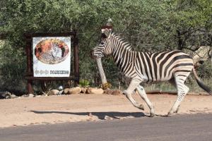een zebra op de weg voor een bord bij African Rock Lodge in Hoedspruit