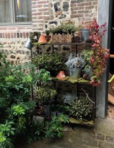 a shelf filled with potted plants on a brick wall at La Cour Sainte Catherine demeure de charme in Honfleur