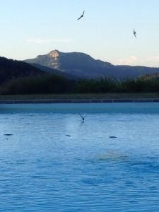 un groupe d’oiseaux volant au-dessus d’une masse d’eau dans l'établissement Lodole B&B, à Monzuno
