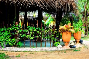 Jardí fora de Turtle Watch Cabana
