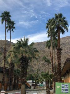 a group of palm trees in front of a mountain at Desert Lodge in Palm Springs