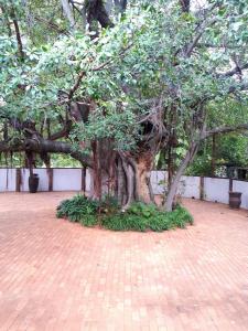 a tree sitting on a brick ground next to a wall at Bush Lovers Lodge in Modimolle