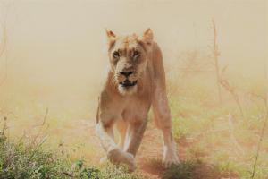 a lion walking through a field in the fog at Luvivane Luxury Villa in Marloth Park