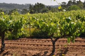 Fotografie z fotogalerie ubytování Quinta da Serrana v destinaci Ourém