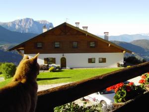 a cat looking out of a fence at a house at Gspoi-Hof in Laion