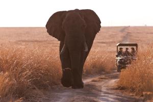 an elephant walking down a dirt road next to a vehicle at Nambiti Hills Private Game Experience in Nambiti Private Game Reserve