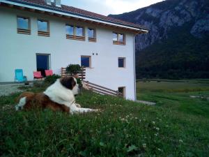 Domácí mazlíčci ubytovaní s hosty v ubytování AGRITURISMO MASO PERTENER -adults friendly-